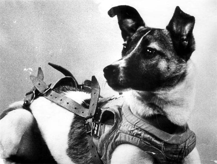 Laika La Perrita Callejera Que Viaj Al Espacio Kiosco De La Historia